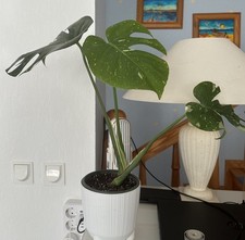 Monstera Thai Constellation ganze Pflanze ohne Übertopf