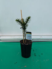 Araucaria araucana 35cm Chilenische Andentanne Schmucktanne Araukarie Baum