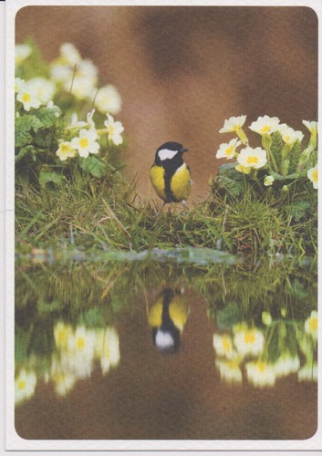 Ansichtskarte spiegelbild - spiegelbild,