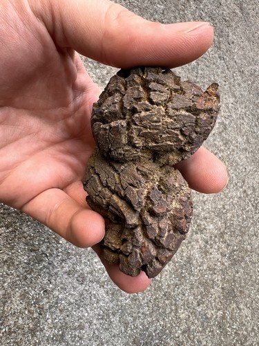 Koprolith fossil - -,