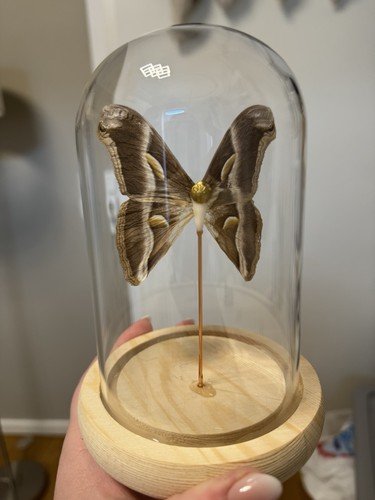 Zahnfee schmetterling motte - schmetterling,
