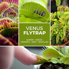 Venusfliegenfalle - ca. 20 Samen - Dionaea muscipula - fleischfressende Pflanze