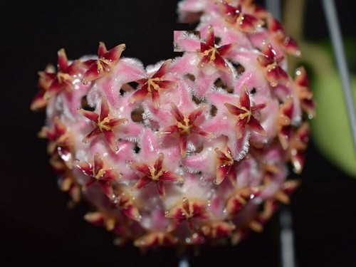 Hoya mindorensis pink - pink, ableger