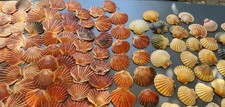 Jakobsmuscheln echt sehr - jakobsmuscheln, (sehr