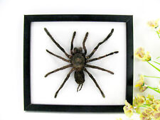 Riesige echte Vogelspinne -