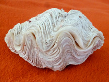 XXL Tridacna 365g    Maxi Mördermuschel  2 Hälften  13  x  cm, von  Bora Bora !