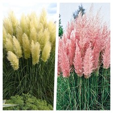 2 x Cortaderia selloana 1 Liter (Ziergras/Gräser/Stauden) Pampasgras Rosa Weiß