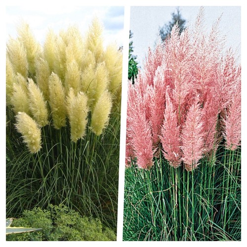 Cortaderia selloana 1 - x,