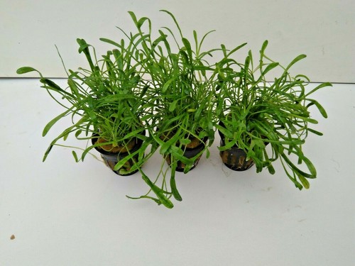 Töpfe lilaeopsis - 3,