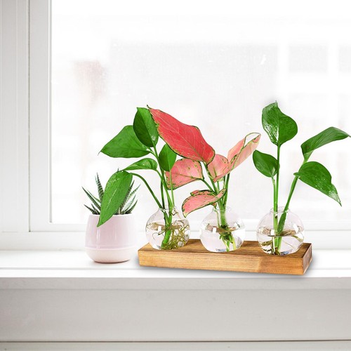 Vermehrungsterrarium topf mit - vermehrungsterrarium,,