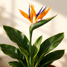 Strelitzia reginae 35cm - strelitzia,