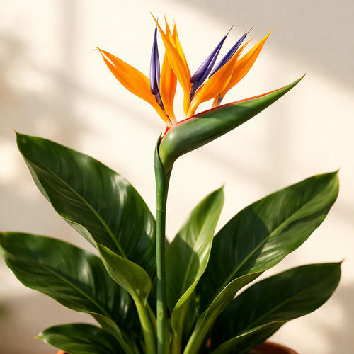 Strelitzia reginae 35cm - reginae,