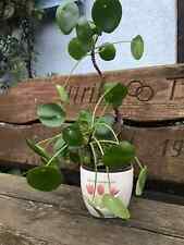 Ufopflanze Chinesischer Geldbaum Immergrün Glückstaler Pilea peperomioides