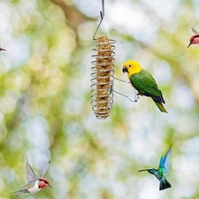Papagei Korb Vogel Futtersuche