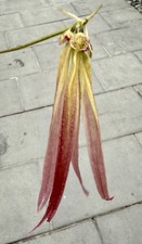 Bulbophyllum Plumatum Hybride im Topf NEW Orchidee Orchideen