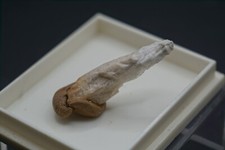 ⚒ Danburit ca. 2,4 cm | FO: Charkas, Mexiko | seltene Systematik #R174