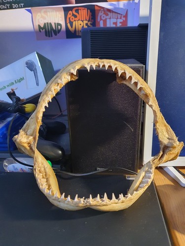 Great white shark carcharodon - white,