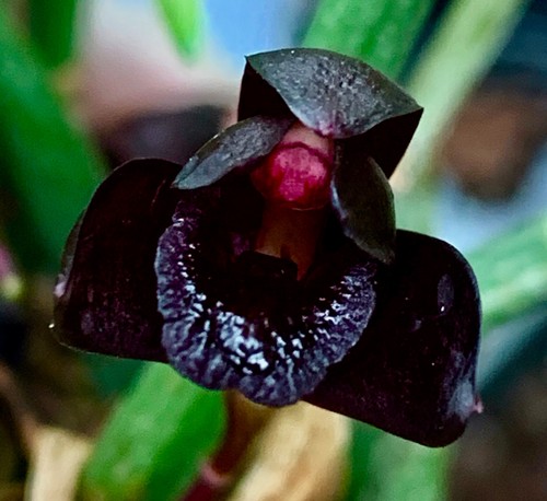 Maxillaria species black - species, ´black