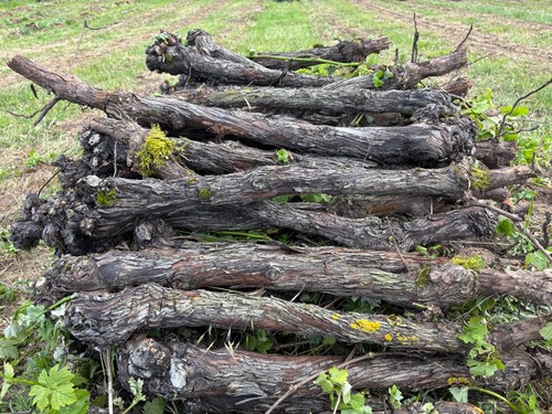 Weinreben rebenholz rebstock - weinreben,