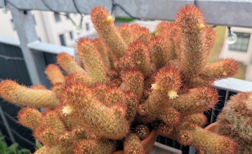 Mammillaria elonagata copper - mammillaria, 'copper