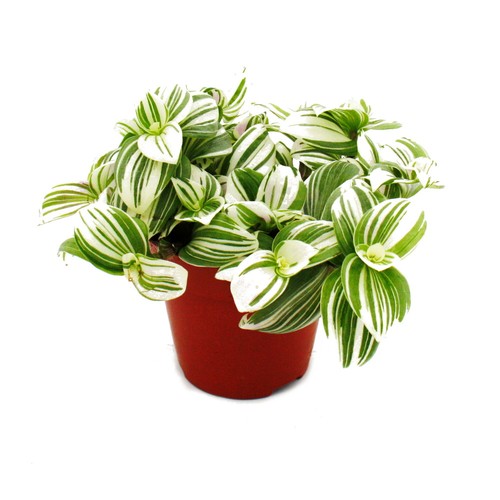 Dreimasterblume-Tradescantia