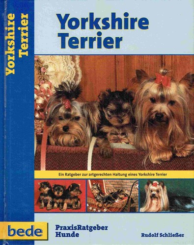 Yorkshire terrier - yorkshire,