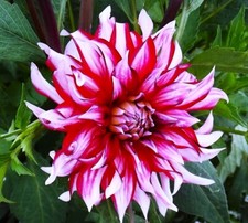 @ (◕‿◕)\@ RARITÄT 