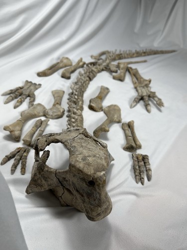 Psittacosaurus dinosaur - psittacosaurus,