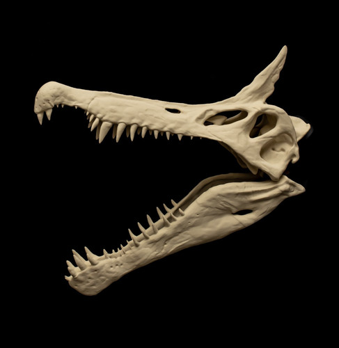 Spinosaurus schädel replik - spinosaurus,