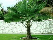 Trachycarpus fortunei Hanfpalme bis 170 cm Höhe Freilandzucht. Frosthart bis -18