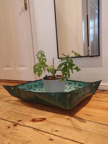 Mini monstera rhaphidophora - mini, /