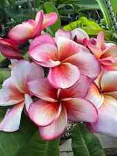 Sale618 Plumeria Rubra Bicolor