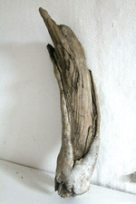 Schwemmholz Treibholz Skulptur - sehr schön -  L 50 cm Maserung  Bumerang Sichel