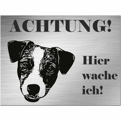Jack russell terrier - jack,