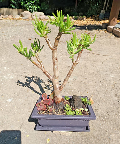 Bonsai crassula ovata - bonsai,