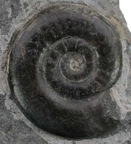 Lias psiloceras psilonotum - ,