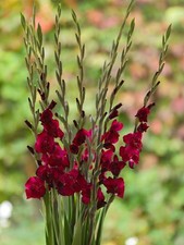 Großblütige dunkelrote