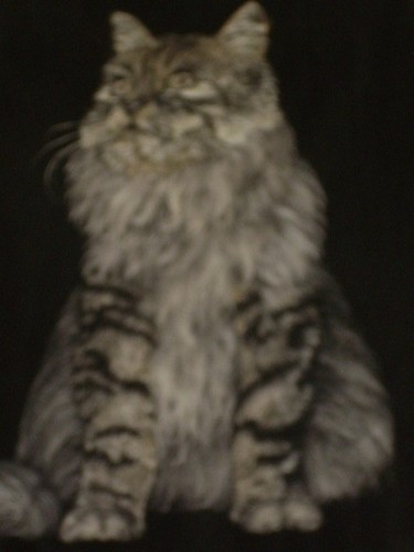 Katze x x31 cm - „katze,