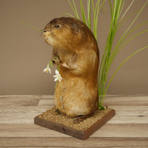 Bisamratte ratte präparat - bisamratte,