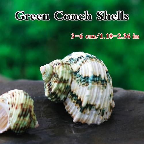 Grüne conch muscheln - grüne,