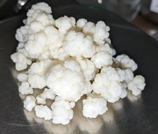 50g Kefir Milchkefir Kefirpilz