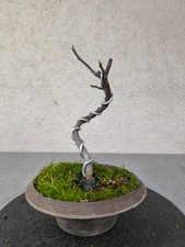 Feigen Bonsai - Ficus Carica - Shohin Stil Nr.8