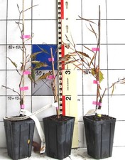 Fagus sylv. "Midnight Feather" - neue Buchensorte, braunrot schmal-geschlitzt