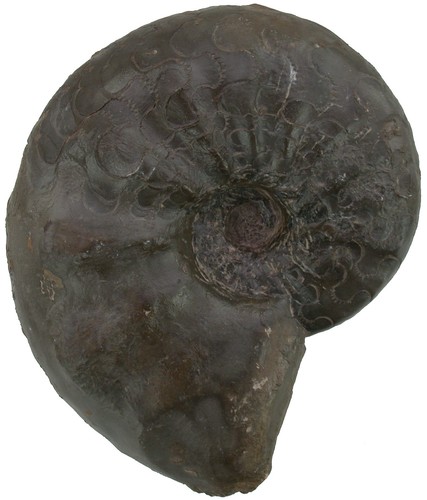 Trias ceratides nodosus - trias,