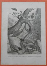 Meise Kleiber Meisen Sperber