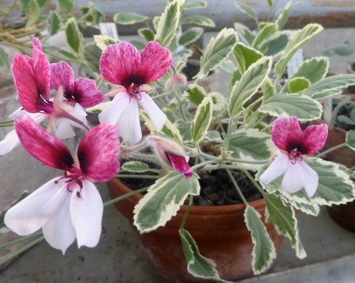 Pelargonie geranie dreamland - pelargonie,