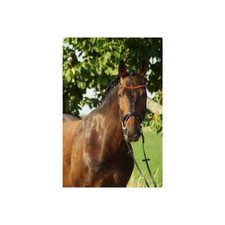 Trense Leder mit Bernsteinstirnband, in 5 Größen