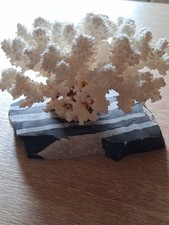 Koralle auf Steinplatte