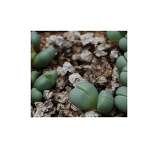 10x Argyroderma subalbum Silberweiße Steinblume Garten Pflanzen - Samen B690