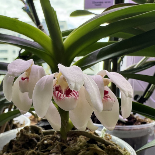 Vanda pumila orchidee - vanda, –